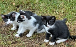 Mixed Breed cats for sale: Kittens - Image 8