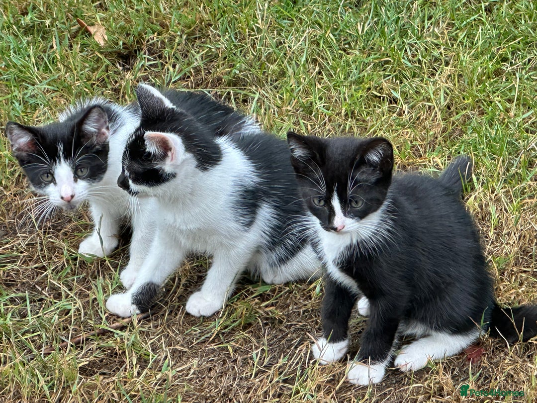 Mixed Breed cats for sale: Kittens - Image 8