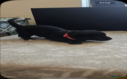 Goldador dogs for sale: Goldador x Labrottie Miniature Puppies for Sale - Advert 36