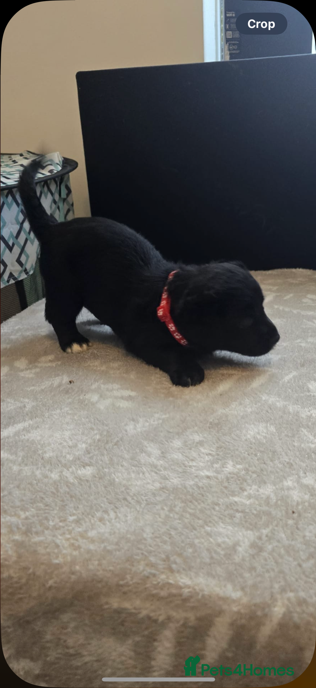 Goldador dogs for sale: Goldador x Labrottie Miniature Puppies for Sale - Advert 36