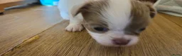 Chihuahua dogs for sale: Full pedigree long coat chihuahua lilac/chocolate - Advert 31