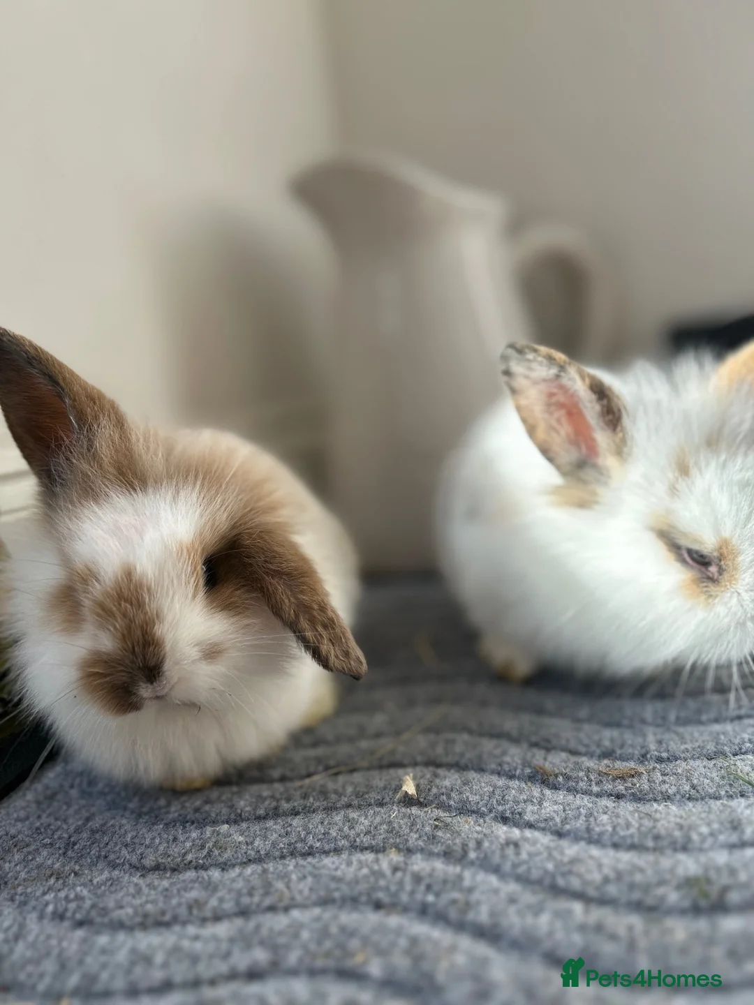 Mini Lion Lop rabbits for sale: Mini lion top bunnies.  - Advert 2