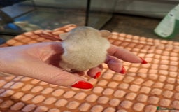 Rat rodents for sale: Fancy baby rats - Image 8