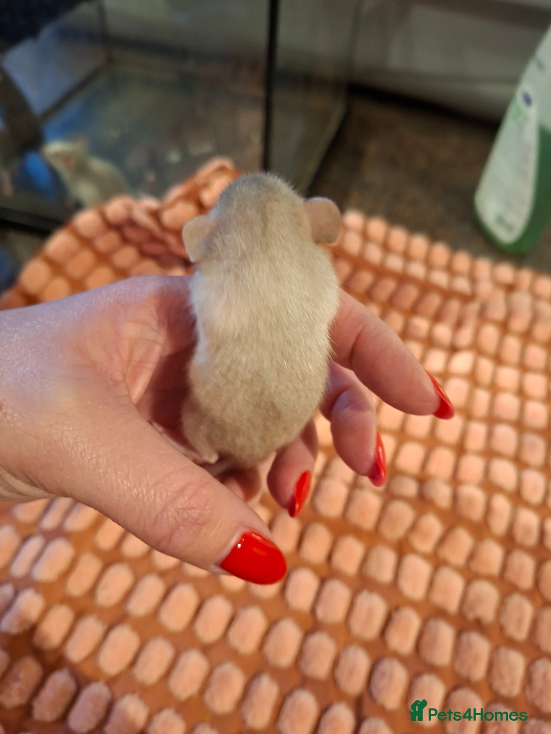 Rat rodents for sale: Fancy baby rats - Image 8