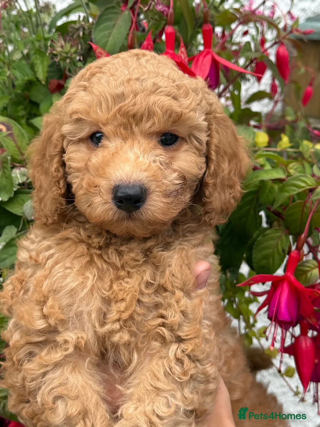 Labradoodle dogs for sale: F1B Miniature Labradoodles.  - Advert 1