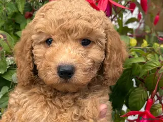 Labradoodle dogs F1B Miniature Labradoodles. - Advert 1