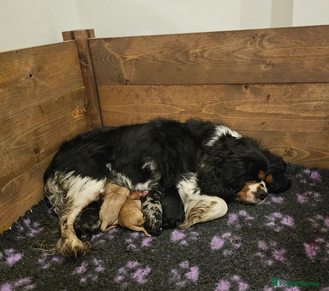 Cavapoo dogs for sale: Extensively health tested F1 Cavapoo puppies 🐶  - Advert 2