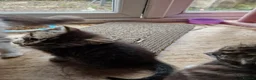 Mixed Breed cats for sale: 3 kitten for sale  - Advert 7