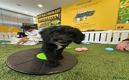 Irish Doodle dogs for sale: Toy Irish Doodle Puppies,1st vac and ready to go!  - Image 28