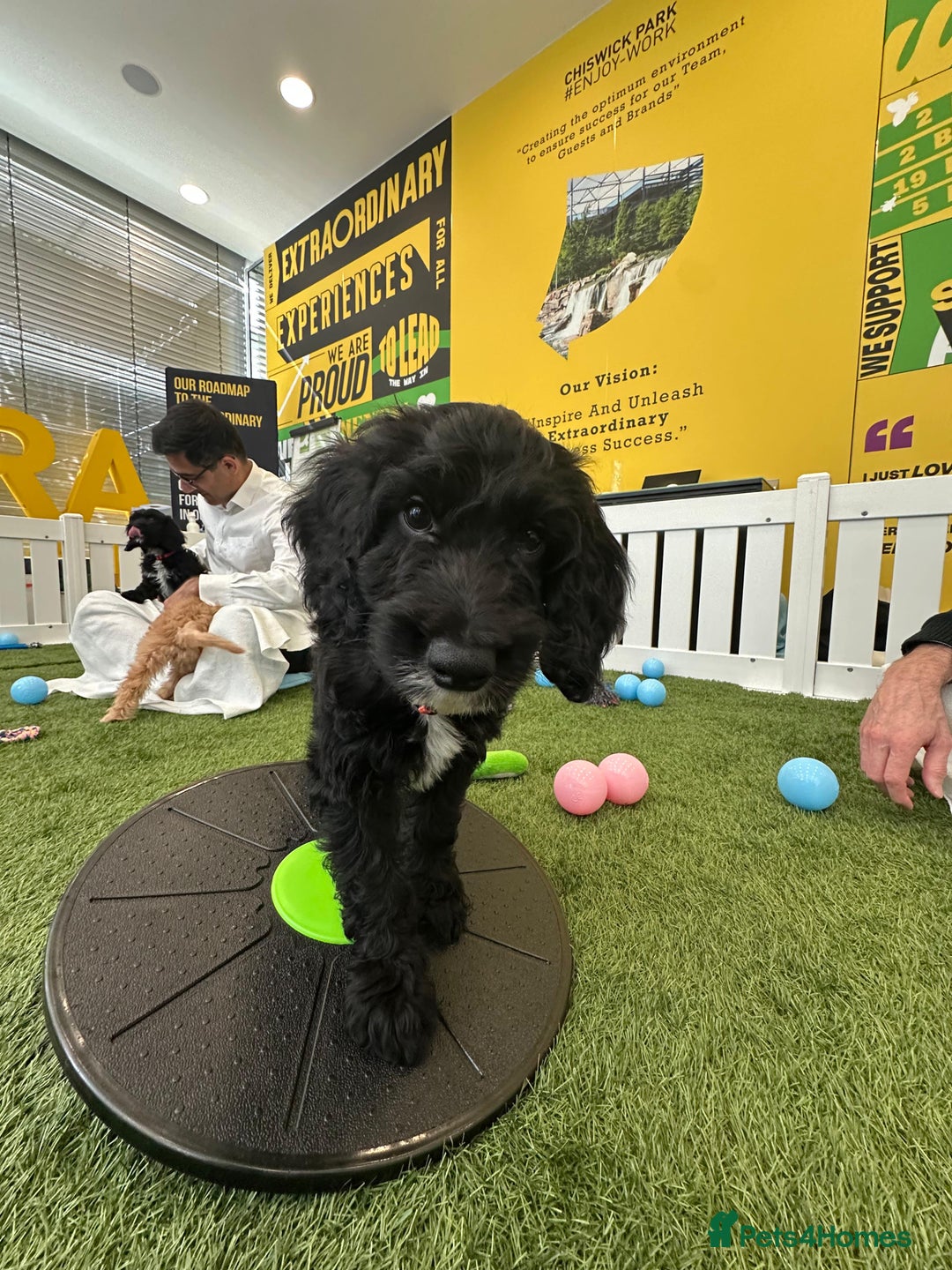 Irish Doodle dogs for sale: Toy Irish Doodle Puppies,1st vac and ready to go!  - Image 28