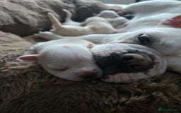 Mixed Breed dogs for sale: Frenchie/collie puppies - Image 4