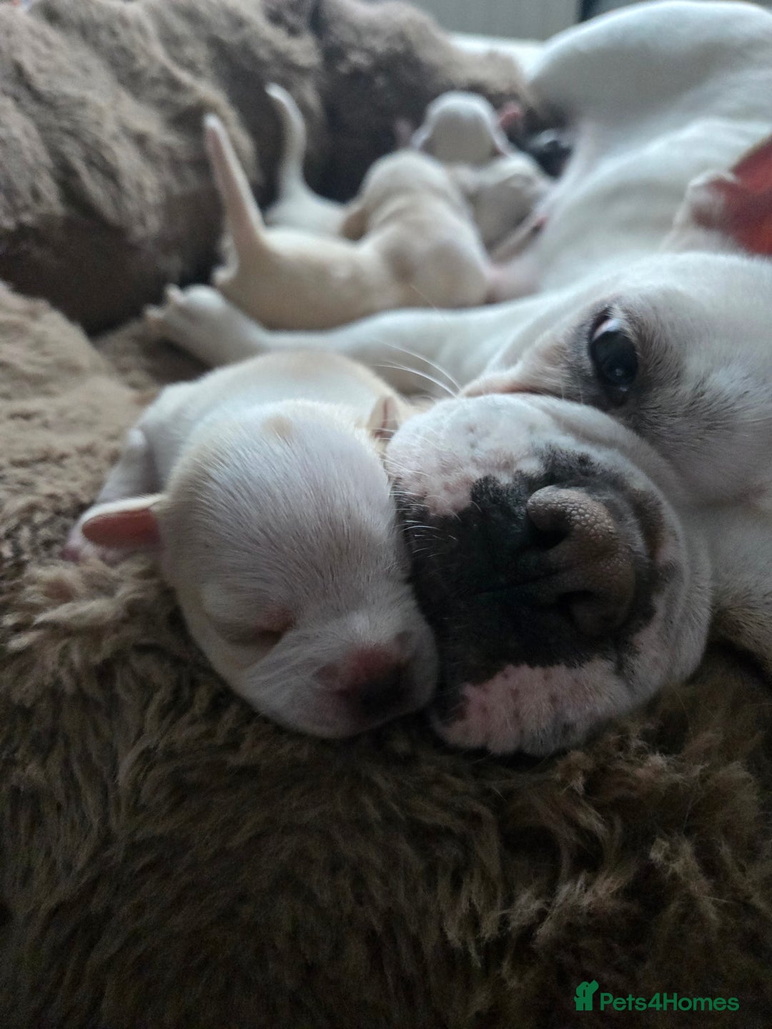 Mixed Breed dogs for sale: Frenchie/collie puppies - Image 4
