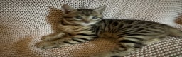 Bengal cats for sale: Bengal x Maine Coon Cross - Advert 12