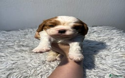 Cavalier King Charles Spaniel dogs for sale: Cavalier puppies  - Advert 8