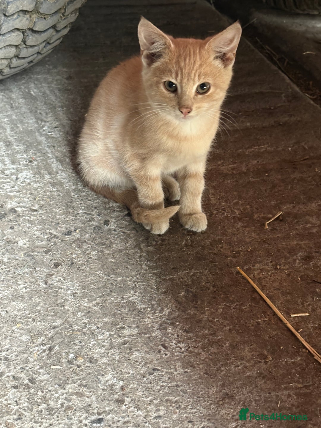 Mixed Breed cats for sale: Farm kittens  - Image 6