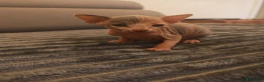 Sphynx Kitten 1