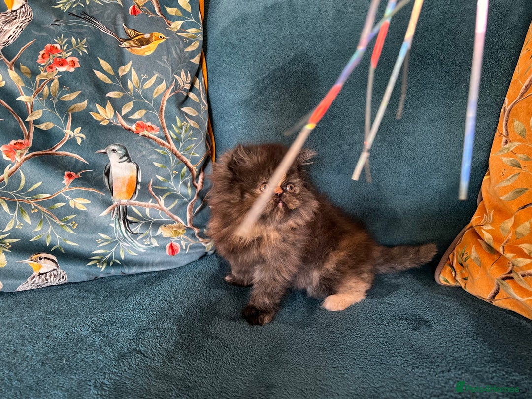 Persian cats for sale: Beautiful Persian Brother & 2 Sisters Available  - Image 15