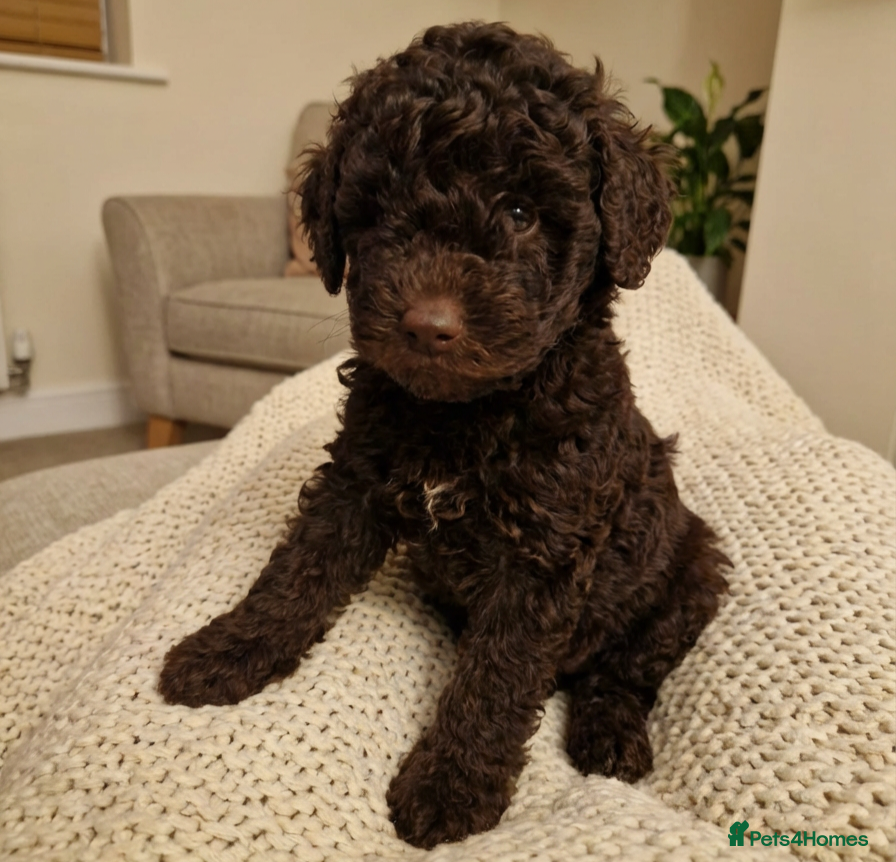 Toy Poodle dogs *1 PUP LEFT* KC reg Chocolate Toy poodle puppies - Advert 17