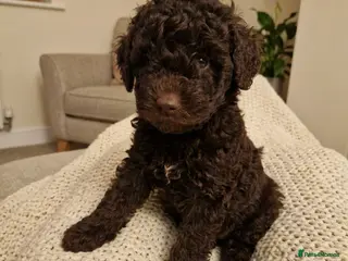 Toy Poodle dogs *1 PUP LEFT* KC reg Chocolate Toy poodle puppies - Advert 17