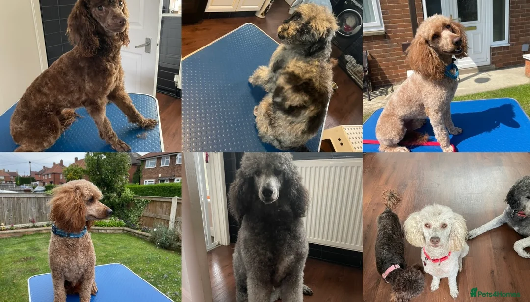 Toy Poodle dogs for stud: Merle poodle stud in Wakefield - Advert 6