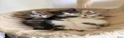 Domestic Shorthair cats for sale: 6 Short/Medium furred kittens  - Advert 2
