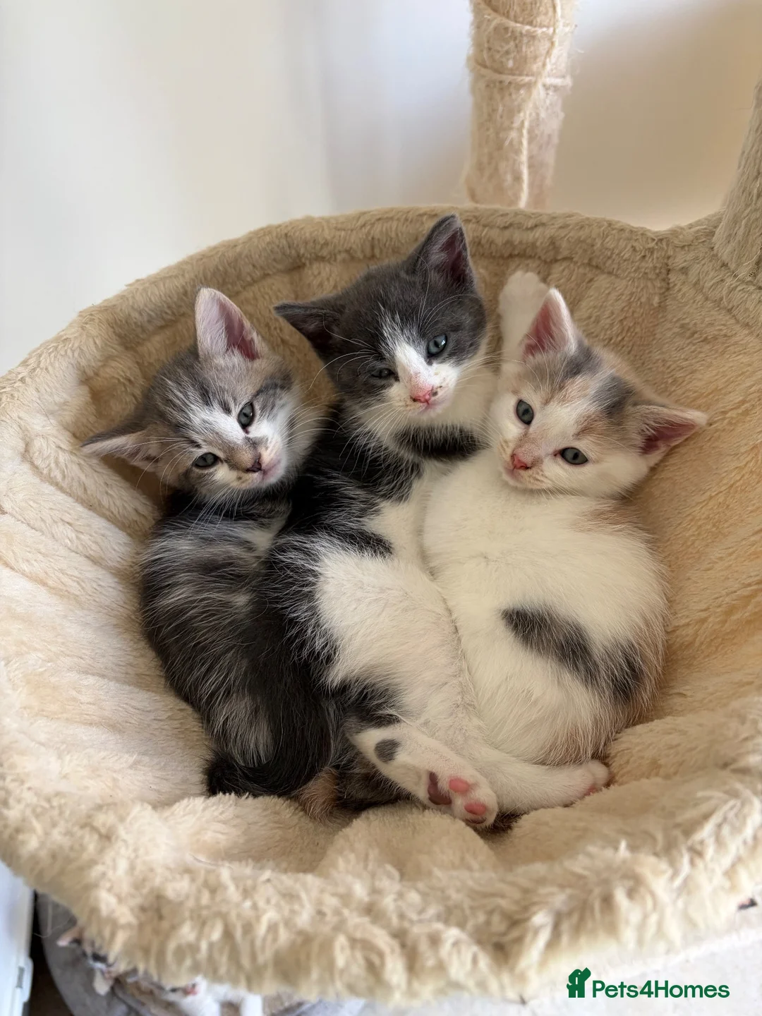 Domestic Shorthair cats for sale: 6 Short/Medium furred kittens  - Advert 2