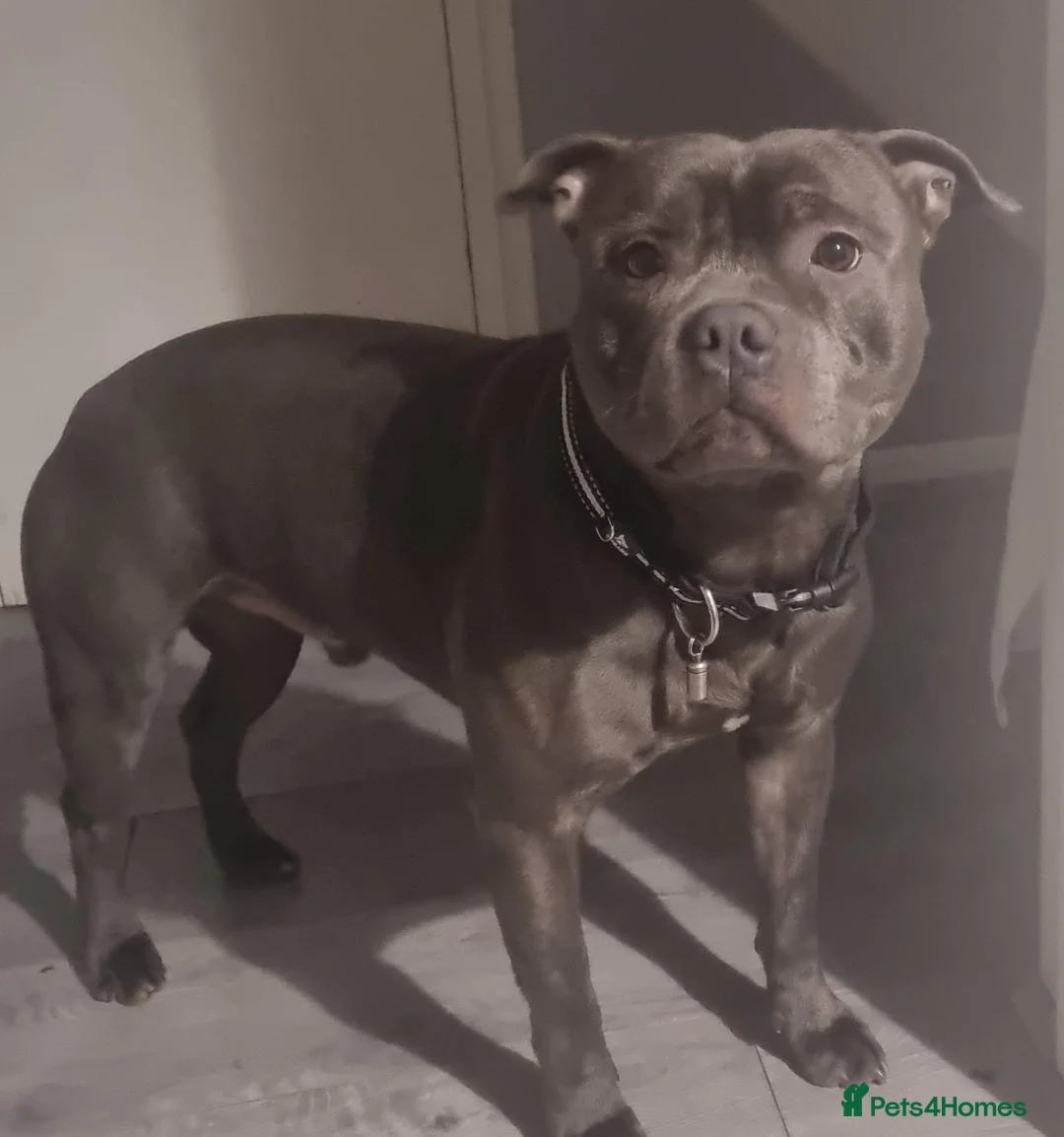 Staffordshire Bull Terrier dogs for stud: Staffy for stud in Wednesbury - Advert 6