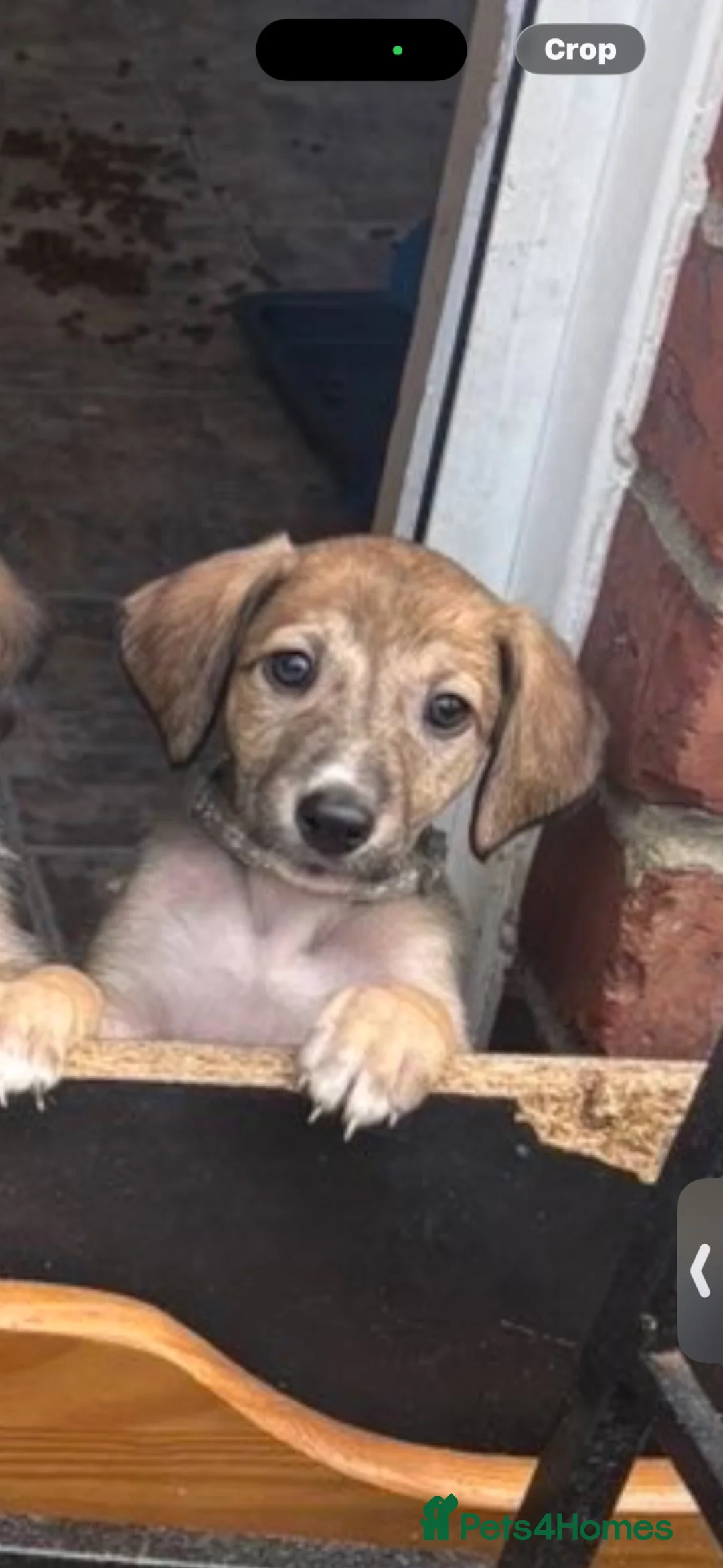 Lurcher dogs for sale: Lurcher puppy’s  in Houghton le Spring - Advert 2