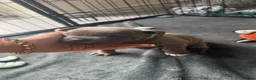 Staffordshire Bull Terrier dogs for sale: KC REG STAFFORDSHIRE BULLTERRIER in Walsall - Advert 5