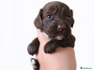 Cocker Spaniel dogs 🐾 Stunning merle Cocker Spaniels - 3 available🐾 - Advert 14