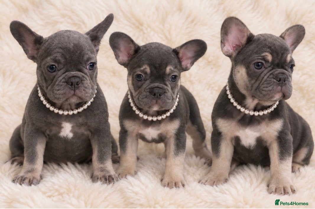 French Bulldog dogs French bulldog puppies- ready to go - Advert 12