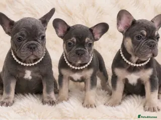 French Bulldog dogs French bulldog puppies- ready to go - Advert 18