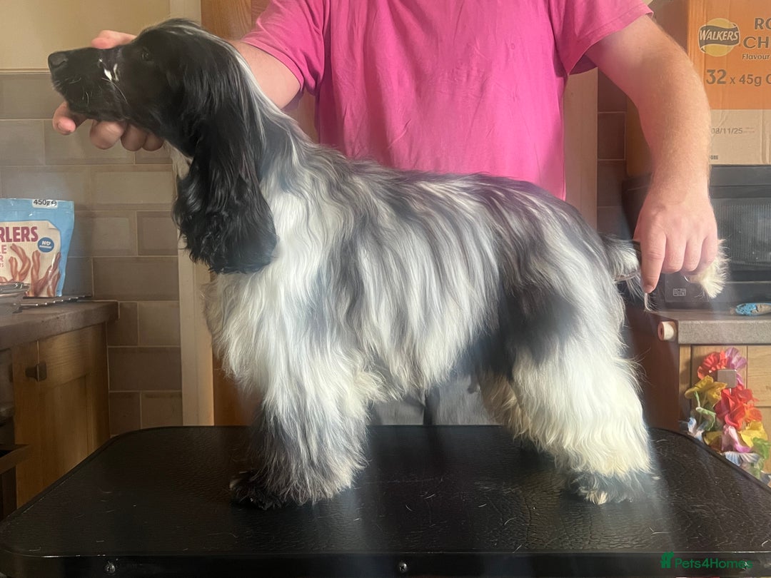 Cocker Spaniel dogs for sale: Blue roan cocker spaniel  - Image 5