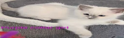 Ragdoll cats for sale: TICA registered Ragdoll kittens  in Bracknell - Advert 8