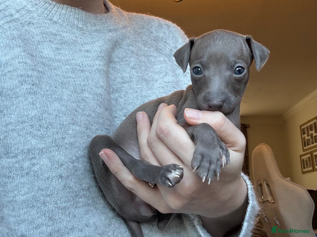 Italian Greyhound dogs for sale: KC Champion lines ⭐️ Italian Greyhound puppies  - Advert 25