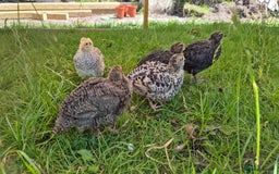 Chickens poultry for sale: Day old Silkies and quail chicks - Image 11