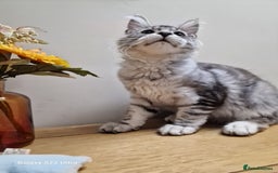 Maine Coon cats for sale: 🍁🍂Good females🏡🎯📣 - Image 5