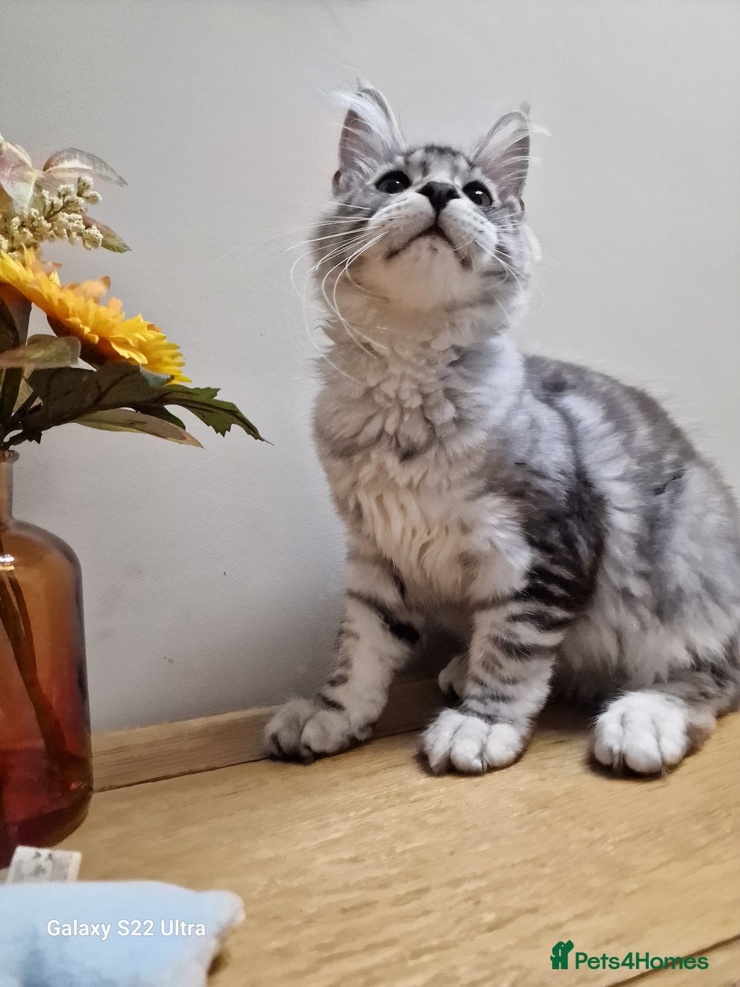 Maine Coon cats for sale: 🍁🍂Good females🏡🎯📣 - Image 5