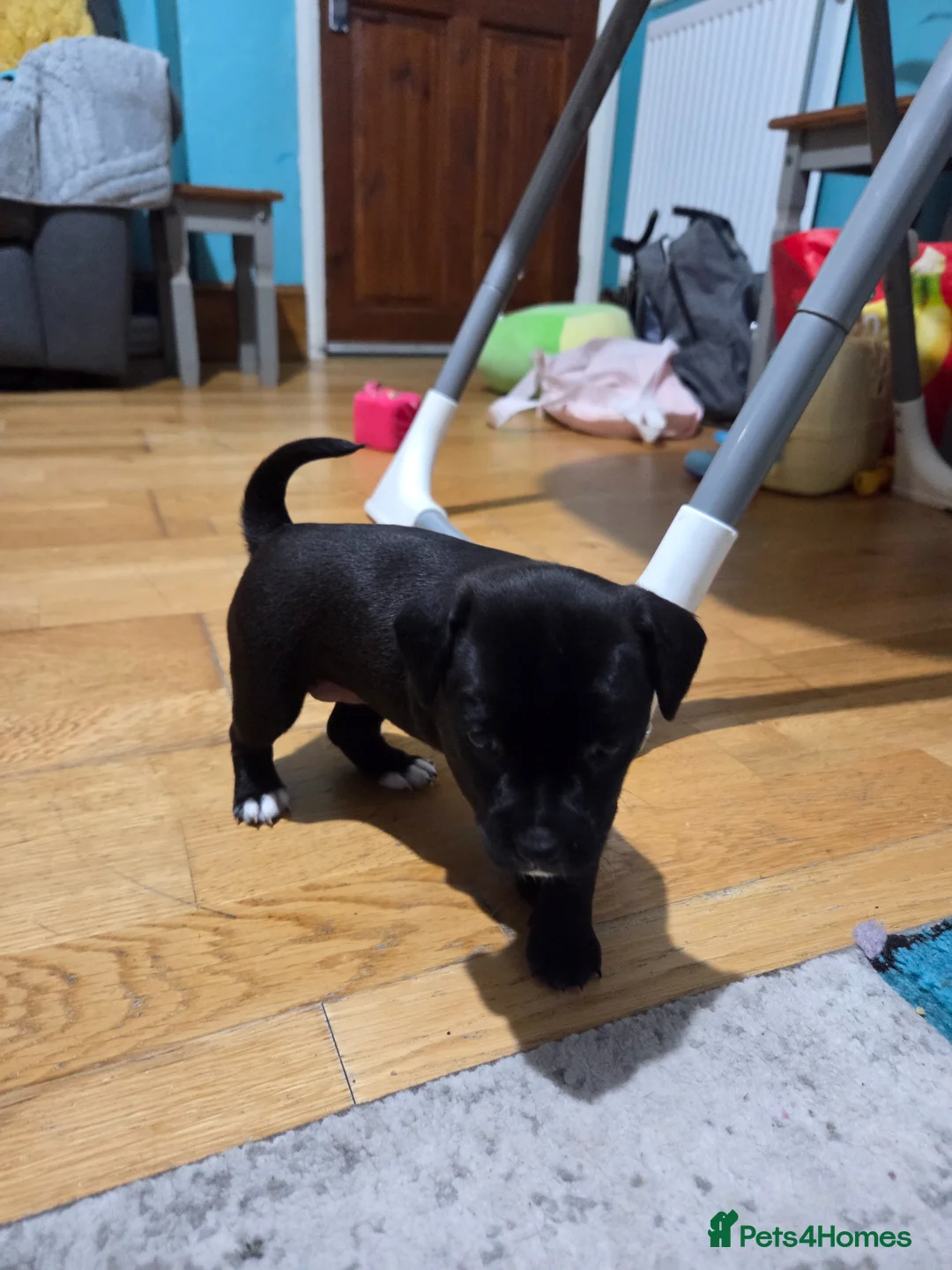 Mixed Breed dogs for sale: 5 beautiful patterjacks in Cemaes Bay - Advert 10