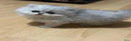 Persian cats for sale: Stunning Persian chinchilla kittens  - Advert 3