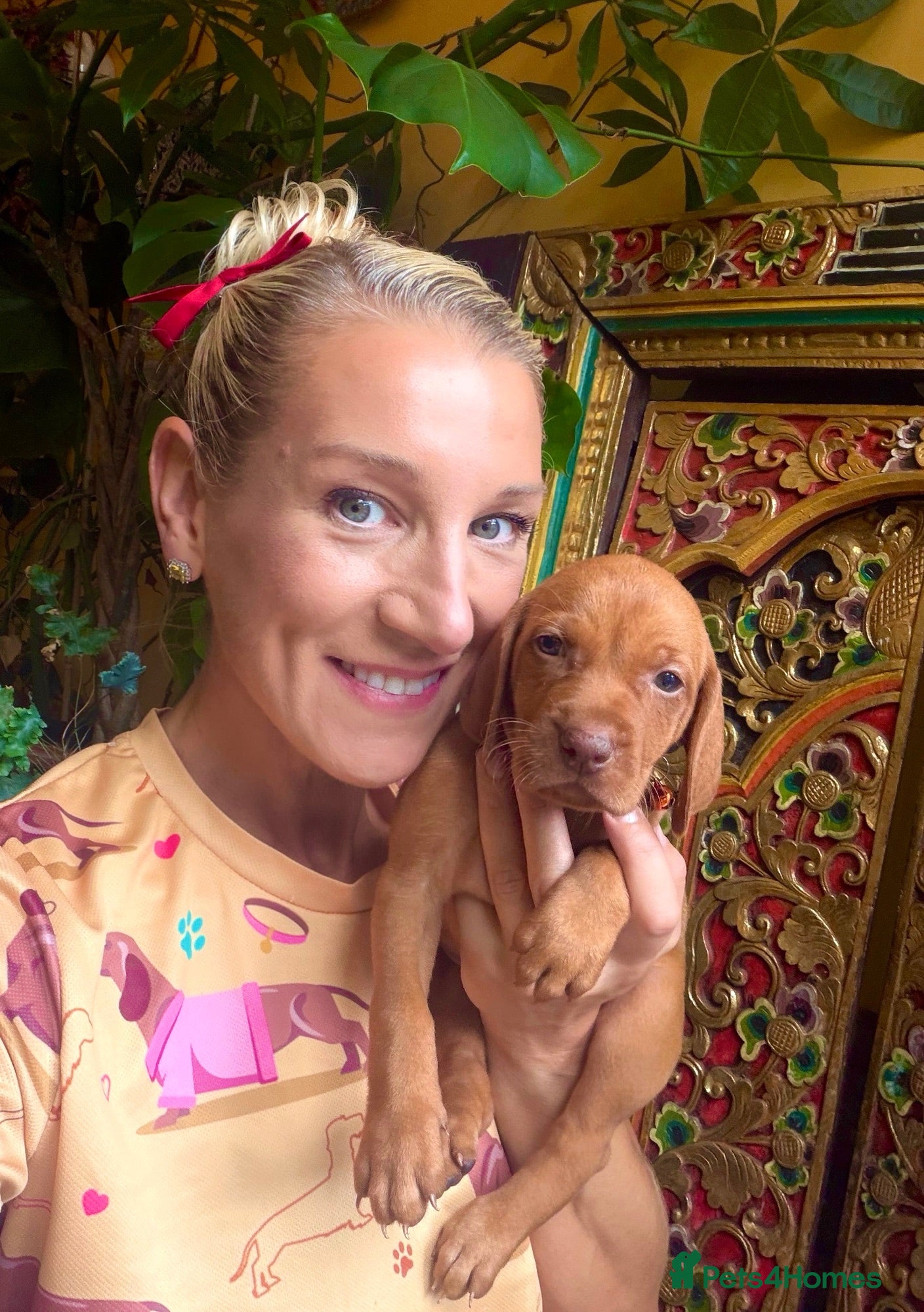 Hungarian Vizsla dogs 29th August collection.kC smooth Hungarian Vizslas - Advert 14