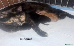 Mixed Breed cats for sale: 1 beautiful girl kitty left ready now - Image 1