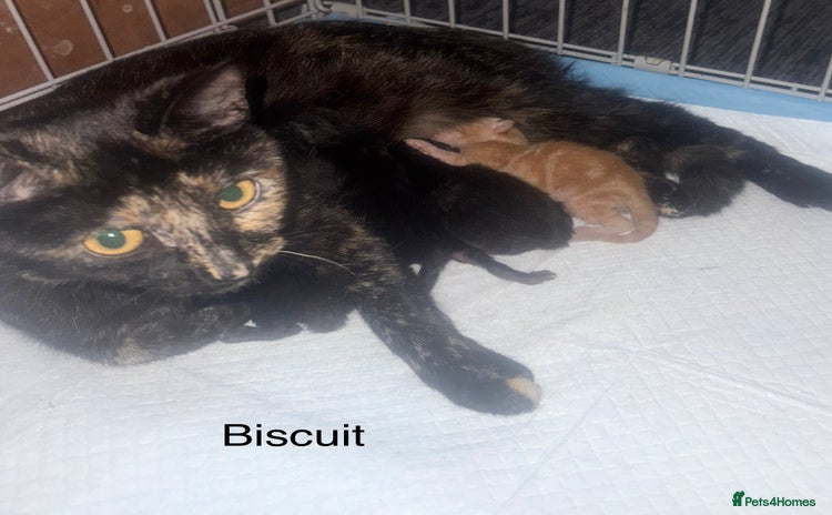 Mixed Breed cats - Advert 8