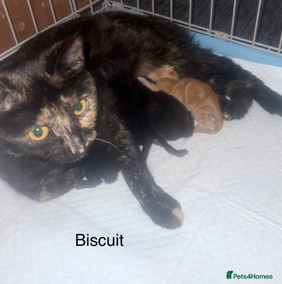 Mixed Breed cats for sale: 1 beautiful girl kitty left ready now - Image 1