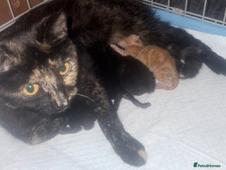 Mixed Breed cats - Advert 5