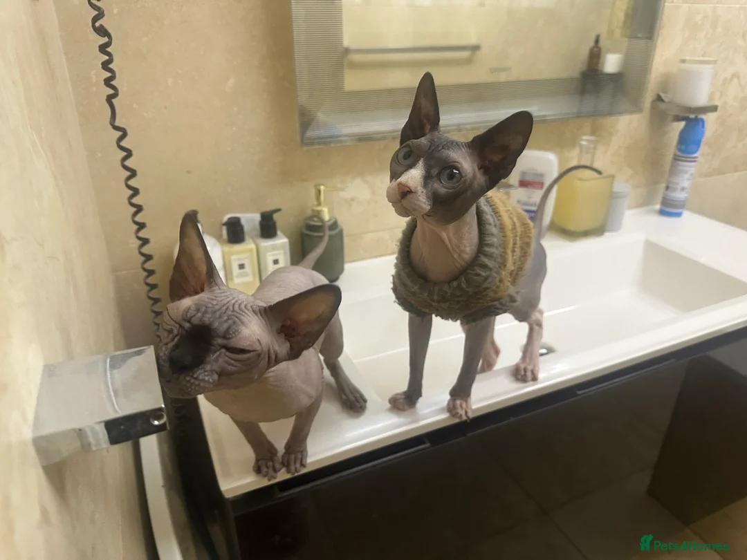 Sphynx cats for stud: Bi-colour Sphynx boy for stud services in London - Advert 2