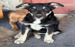 Mixed Breed dogs for adoption: GIZMO - a Lovely young boy for a Loving Home - Image 1