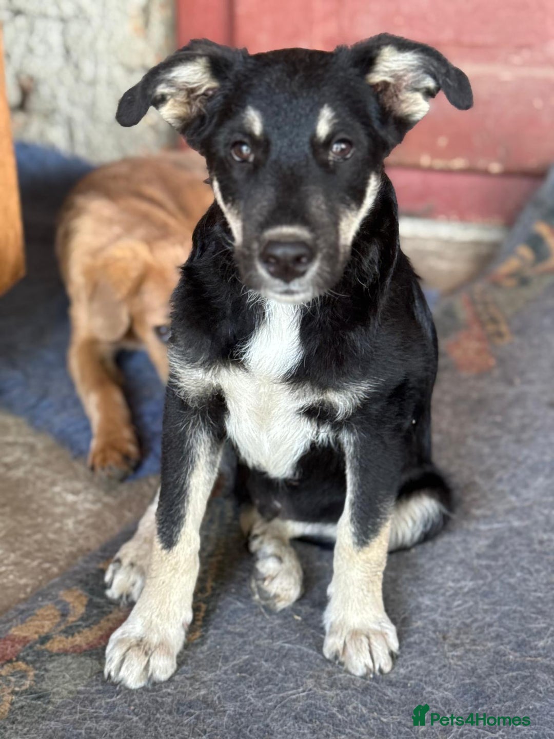 Mixed Breed dogs for adoption: GIZMO - a Lovely young boy for a Loving Home - Image 1