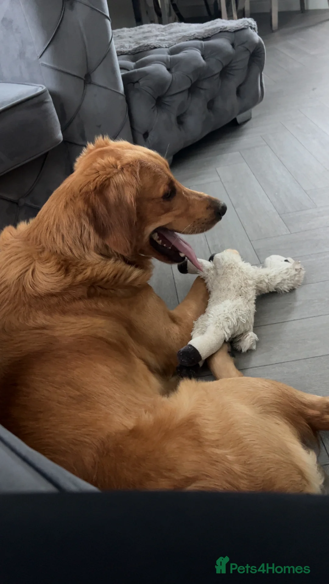 Golden Retriever dogs for stud: Hip & elbow scored health tested proven stud boy  in Barnsley - Advert 14