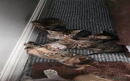 Bengal cats for sale: Mixed Tabby x Bengal Kittens – 2 Males Left 🐾 - Image 2